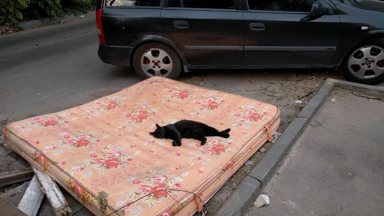 В ростовских дворах был обнаружен кот-шейх 😸