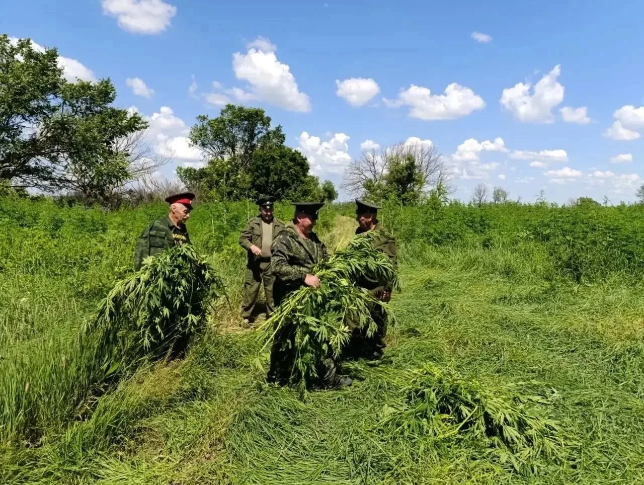 В Октябрьском районе уничтожили 42 килограмма дикорастущей конопли.