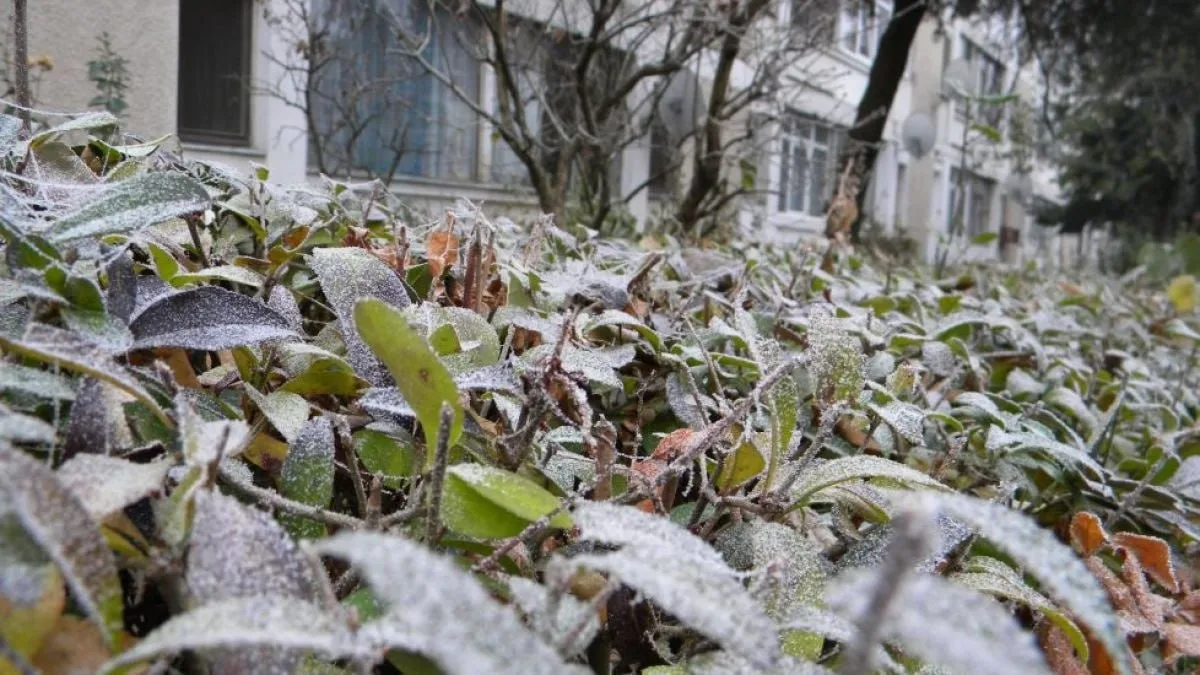Заморозки до -3 °C придут в Ростовскую область со 2 октября — экстренное предупреждение будет действовать четыре дня.