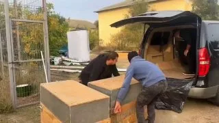 В Ростовский зоопарк привезли пятимесячных львят.