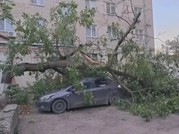 В Азове ночью 28 октября дерево упало на автомобиль на улице Инзенской, 7.